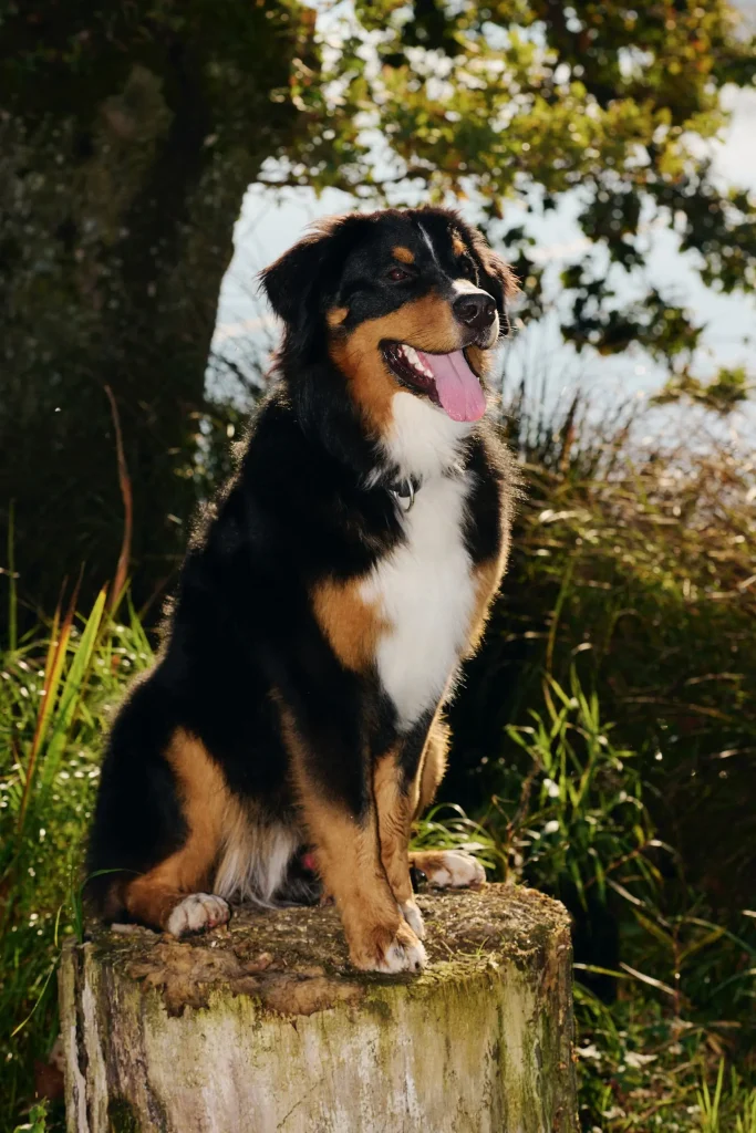 Aline Zwahlen Fernandez Model Schweiz Hunde